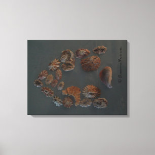 FPM DECOR Canvas - SeaShell House ©️ 2012
