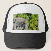 Fräck sparv