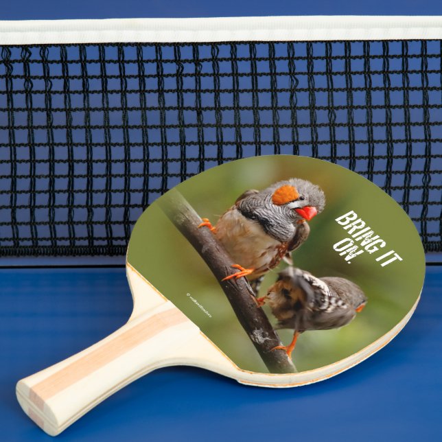 Fräcka Zebra Finkar Sångfåglar på Gren Pingisracket (Insitu)