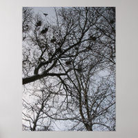 Fractaler i naturen: Kråkor FotoPoster konst