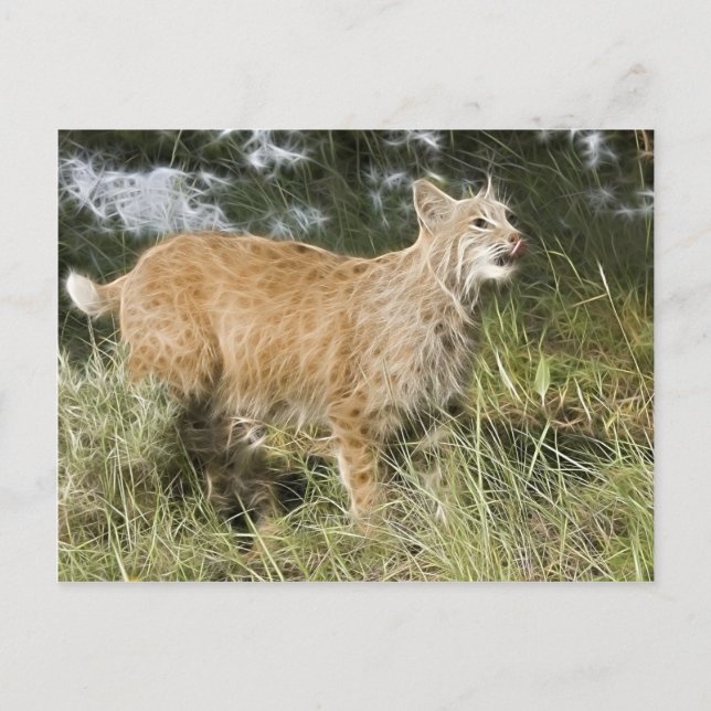 Fractalius Bobcat Vykort (Framsida)