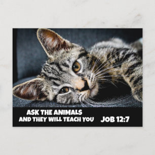 FRÅGA DJUREN CUTE TABBY KATT BIBLE Postcards Vykort