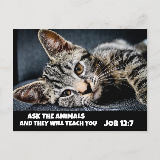 FRÅGA DJUREN CUTE TABBY KATT BIBLE Postcards Vykort (Framsida)