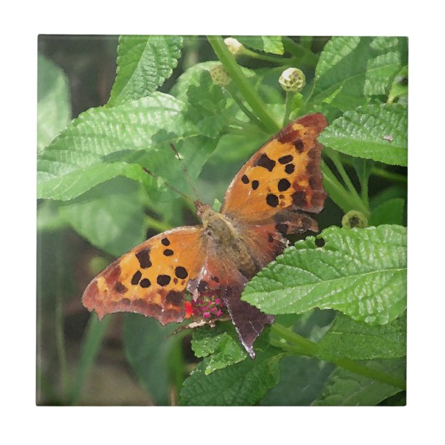 Fråga Mark Butterfly från Lantana Kakelplatta (Framsidan)