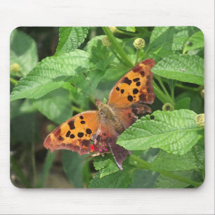 Fråga Mark Butterfly från Lantana Musmatta