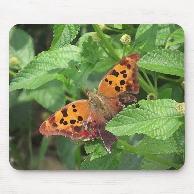 Fråga Mark Butterfly från Lantana Musmatta (Framsidan)