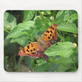 Fråga Mark Butterfly från Lantana Musmatta