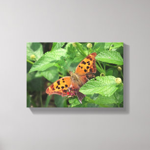 Fråga Mark Butterfly från Lantana Wrapped Canvas
