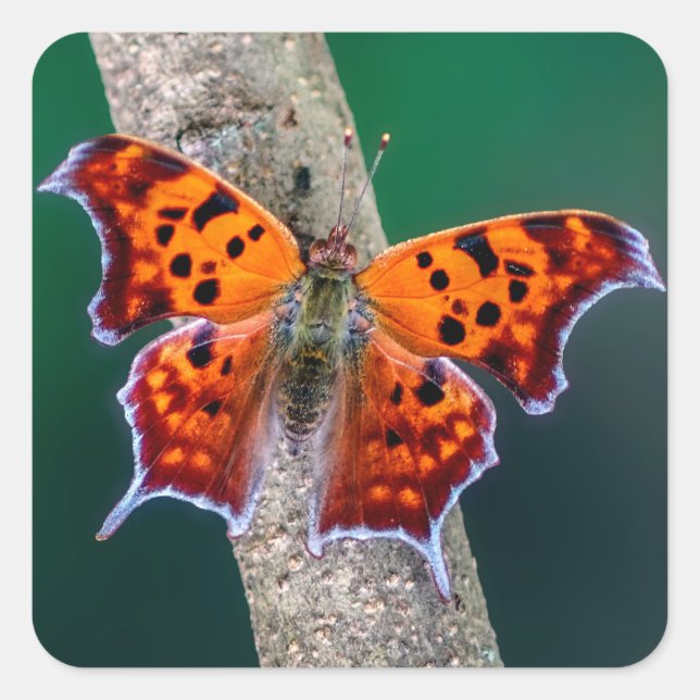 Fråga Mark Butterfly Sticker Fyrkantigt Klistermärke (Framsida)