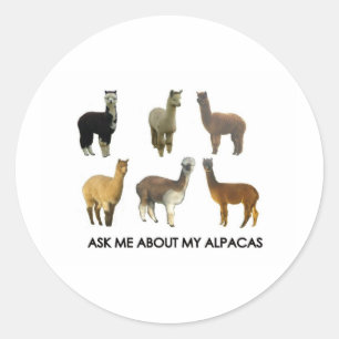 Fråga mig om mina alpacas runt klistermärke