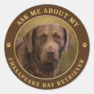 Fråga mig om mina "Chesapeake Bay Retriever Sticke Runt Klistermärke
