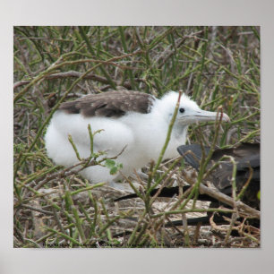 Fragata (fregattfågel) chick, Isla Seymour, Galapa Poster