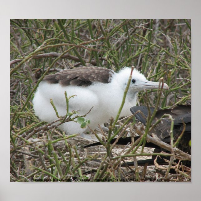 Fragata (fregattfågel) chick, Isla Seymour, Galapa Poster (Framsidan)