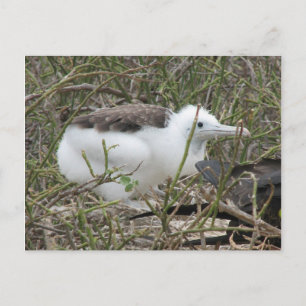 Fragata (fregattfågel) chick, Isla Seymour, Galapa Vykort