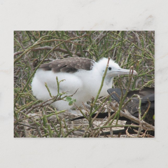 Fragata (fregattfågel) chick, Isla Seymour, Galapa Vykort (Framsida)