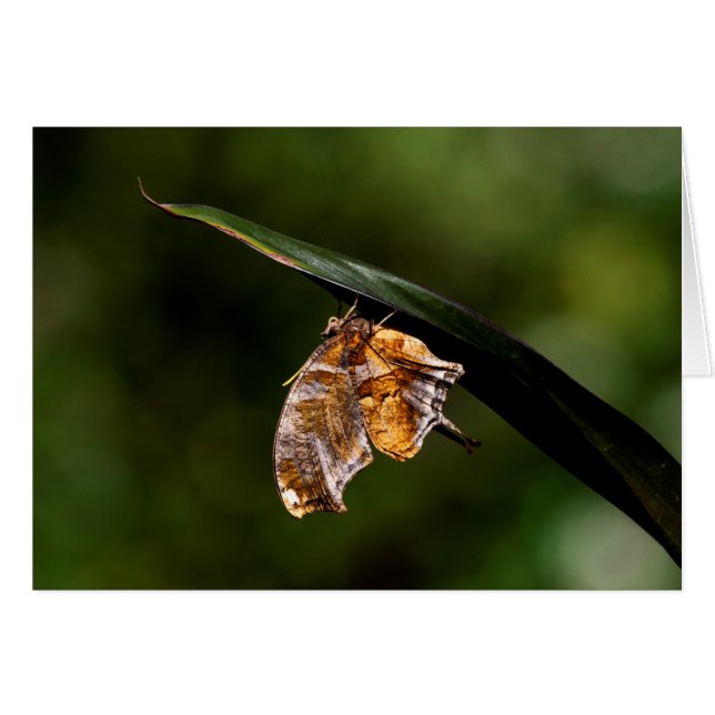 Frågetecken för fjäril hälsningskort (Framsidan Horizontal)