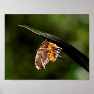 Frågetecken för fjäril poster