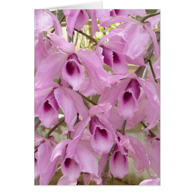 Fragra Älvor OBS Kort (Framsidan)