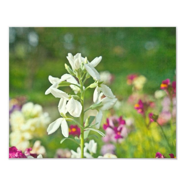 Fragrance Garden Fototryck (Framsidan)