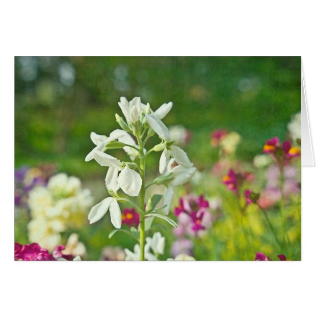 Fragrance Garden OBS Kort (Framsidan Horizontal)