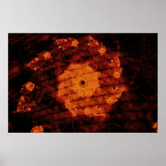 Fragrant Blommar Poster