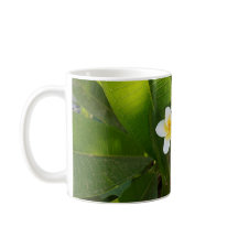 Fragrant Frangipani Flowers