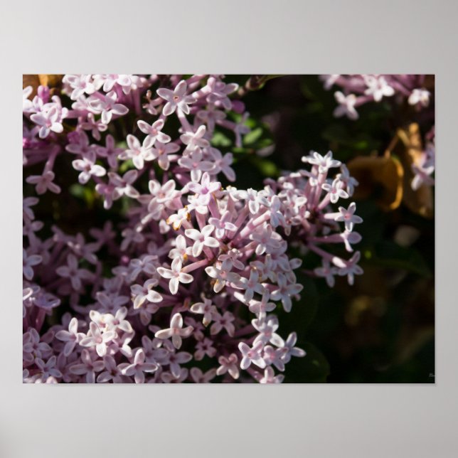 Fragrant Lilac Poster (Framsidan)