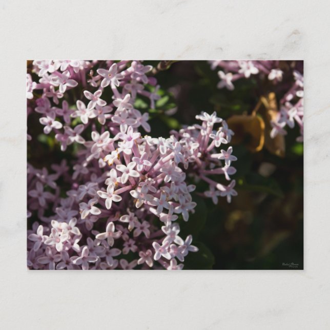 Fragrant Lilac Vykort (Framsida)