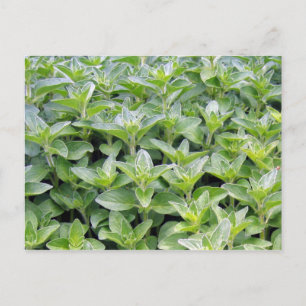 Fragrant Oregano Vykort