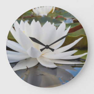 Fragrant Vatten Lily (Nymphaea Odorata) på Caddo Stor Klocka