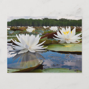 Fragrant Vatten Lily (Nymphaea Odorata) på Caddo Vykort