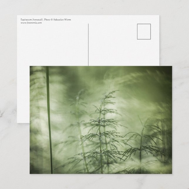 Frågtand Naturfoto Vykort (Fram/baksida)