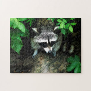 Frågvis Raccoon i Bush Pussel