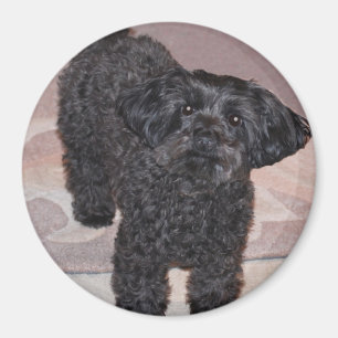 Frågvist Yorkie bajs Magnet
