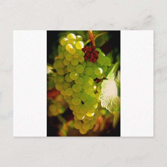 Fräknar Vykort (Framsida)