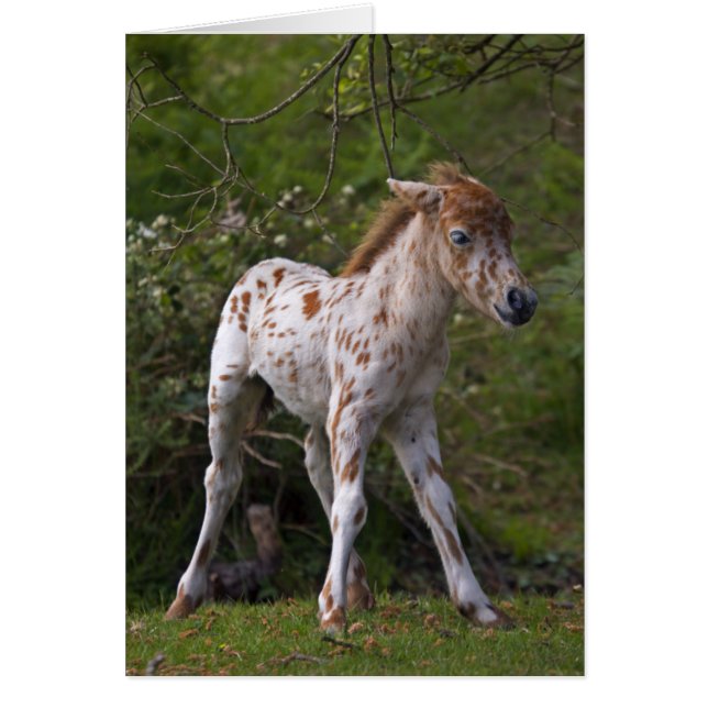 Fräknekort Hälsningskort (Framsidan)