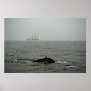 Frakten Humpback Whale och Tall Skriv ut Poster