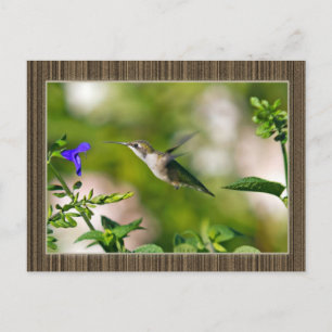 Framad Hummingbird Vykort