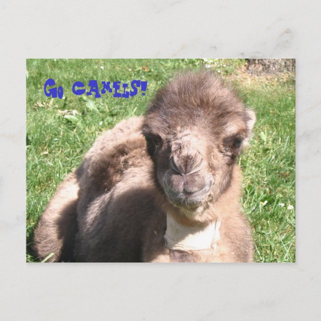 Framåt kameler! vykort (Framsida)