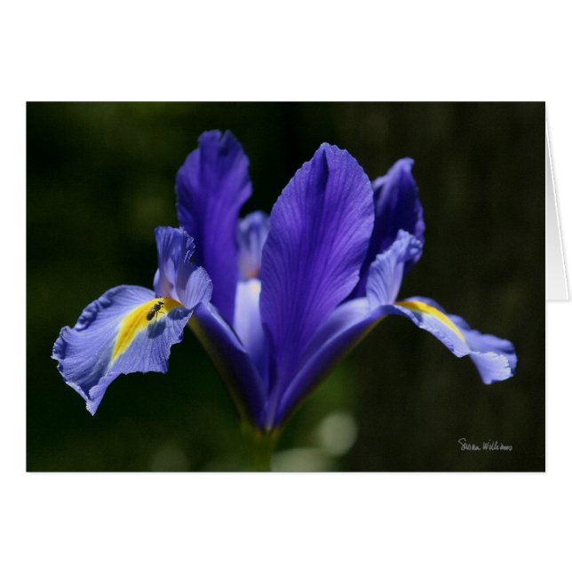 Frameable konstkort hälsningskort (Framsidan Horizontal)