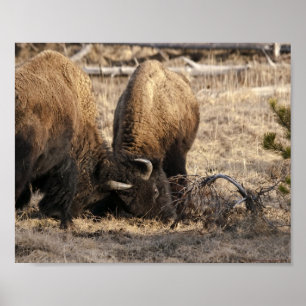 Framifrån stötande Bison - Finkonsttryck Poster