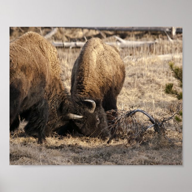 Framifrån stötande Bison - Finkonsttryck Poster (Framsidan)