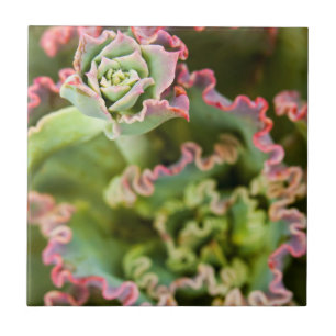 Främmande knopp av en Echeveria-växt Kakelplatta