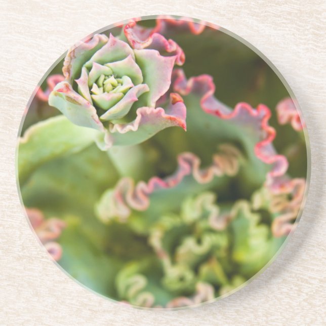 Främmande knopp av en Echeveria-växt Underlägg (Framsidan)