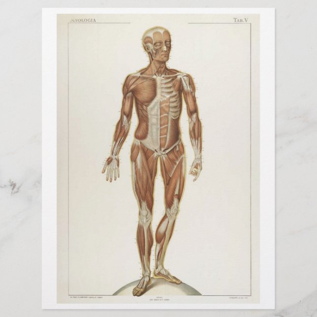 Främre muskler Flyer (Framsidan)