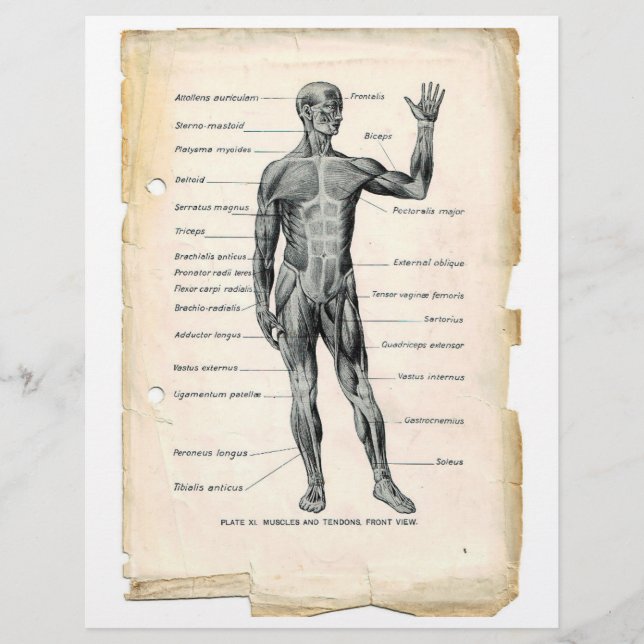 Främre muskler Flyer (Framsidan)