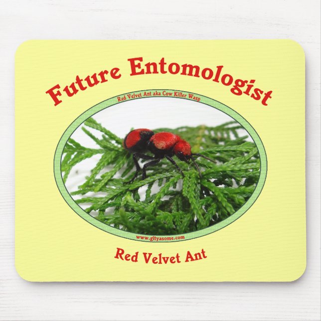 Framtida Entomologistkärlekkryp Musmatta (Framsidan)