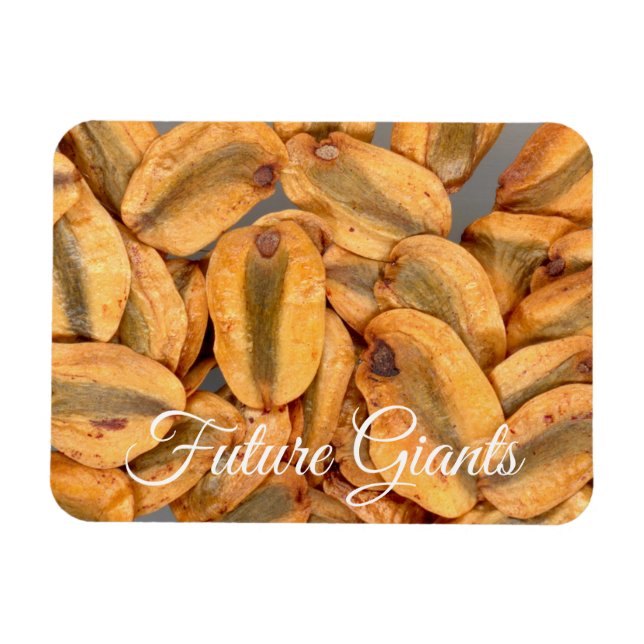 Framtida gåvor, giant Redwood Seeds Magnet (Horisontell)