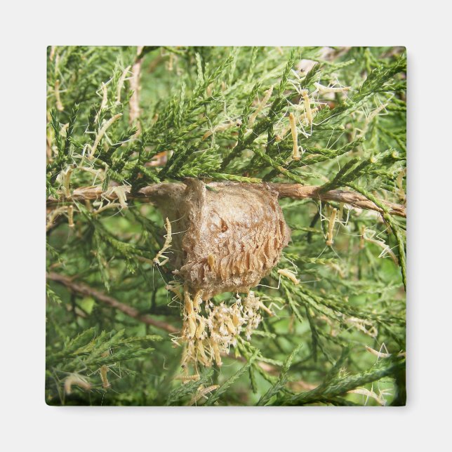 Framväxande Mantis ~ magnet (Framsidan)