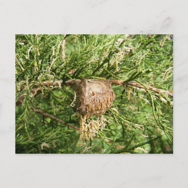 Framväxande Mantis ~-vykort Vykort (Framsida)